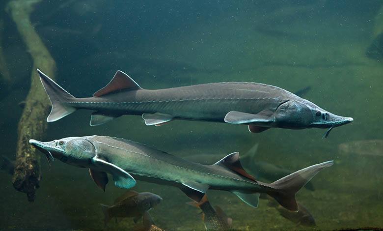 Beluga fish in its natural habitat, photo by Gourmet Food Store